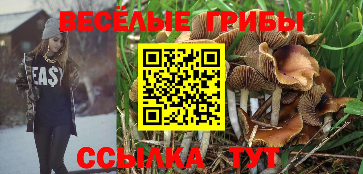 Псилоцибиновые грибы Psilocybe Кинель